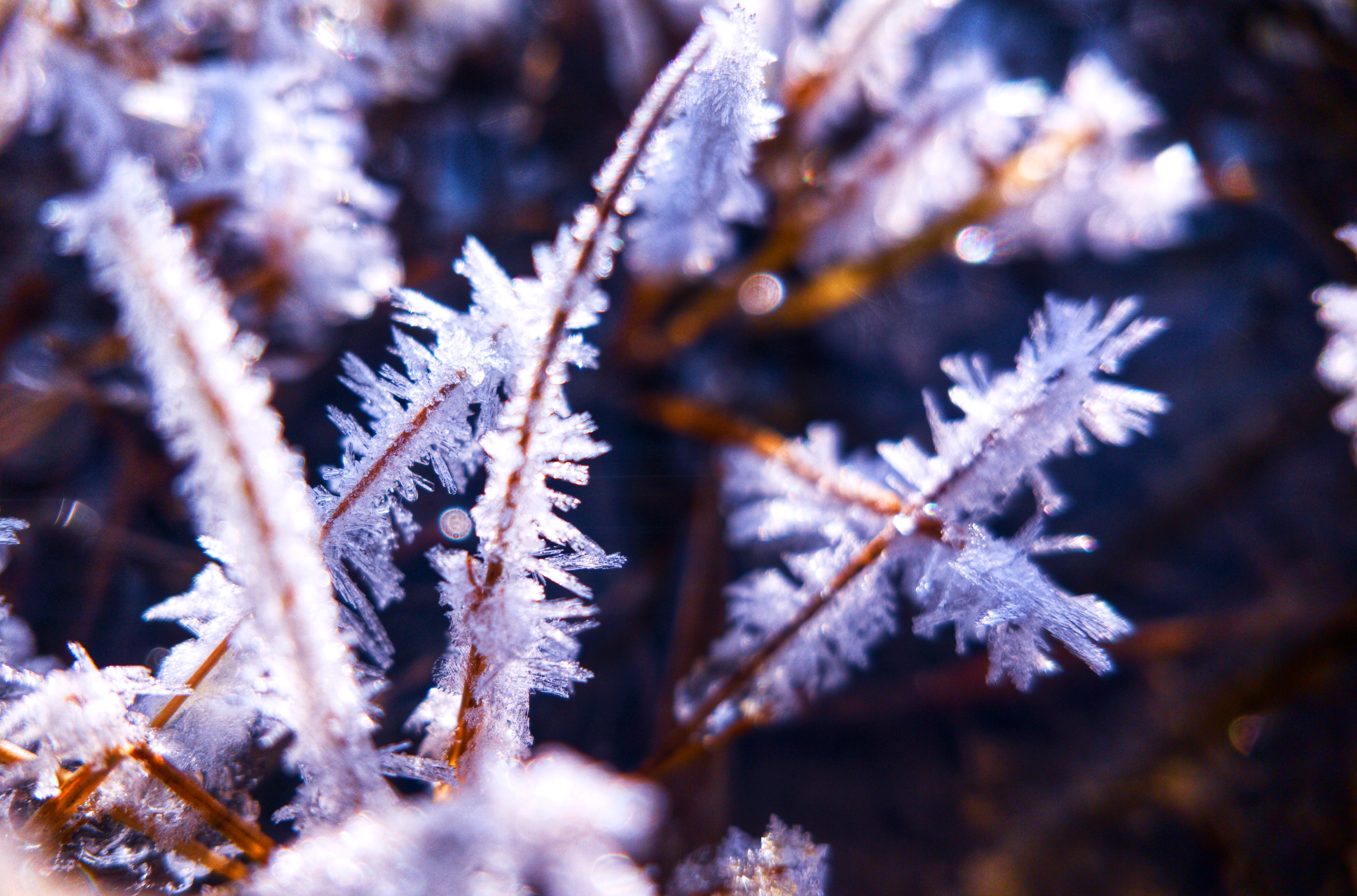 【冬摄】微距下的冬霜暖阳