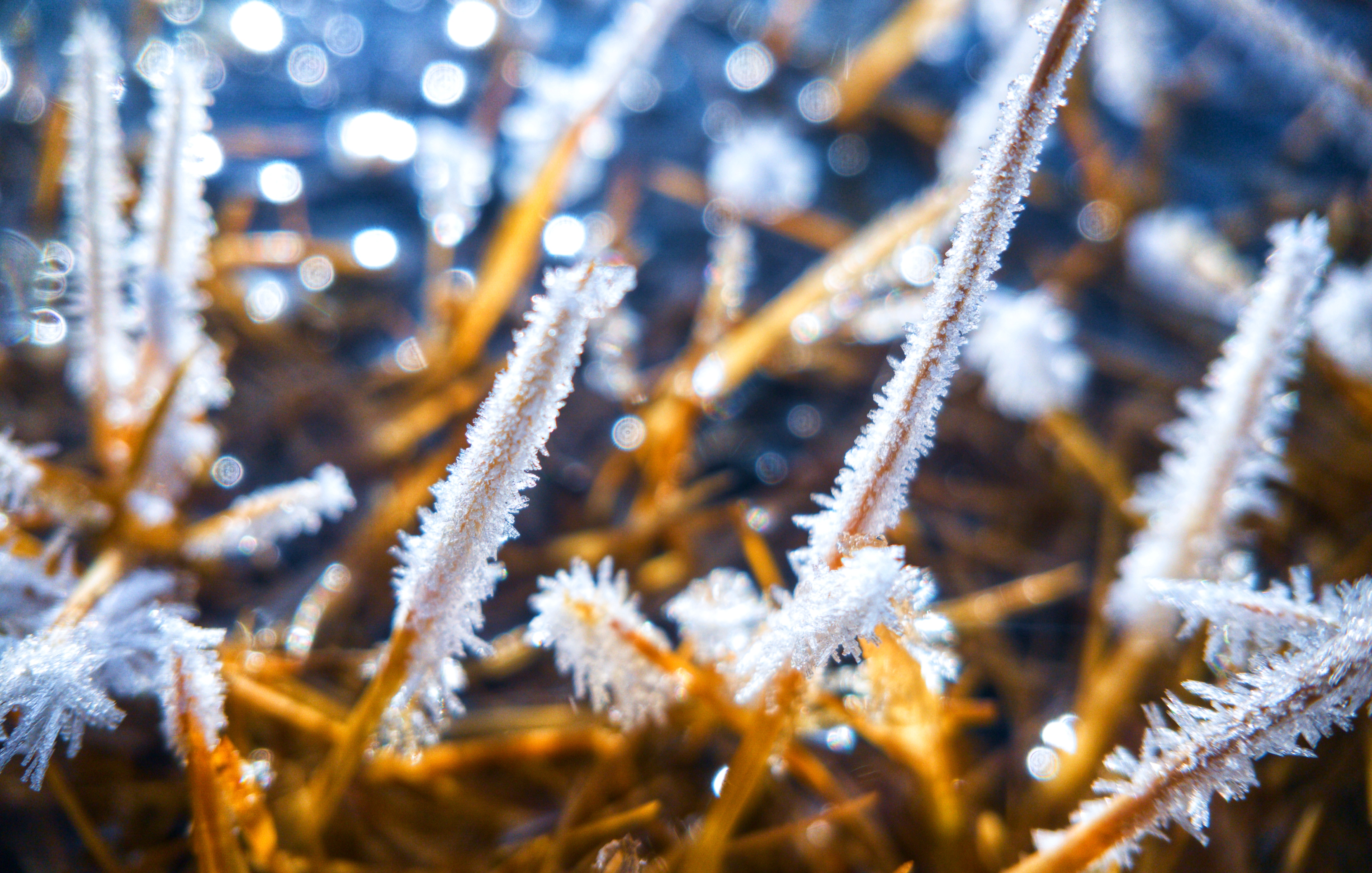 【冬摄】微距下的冬霜暖阳