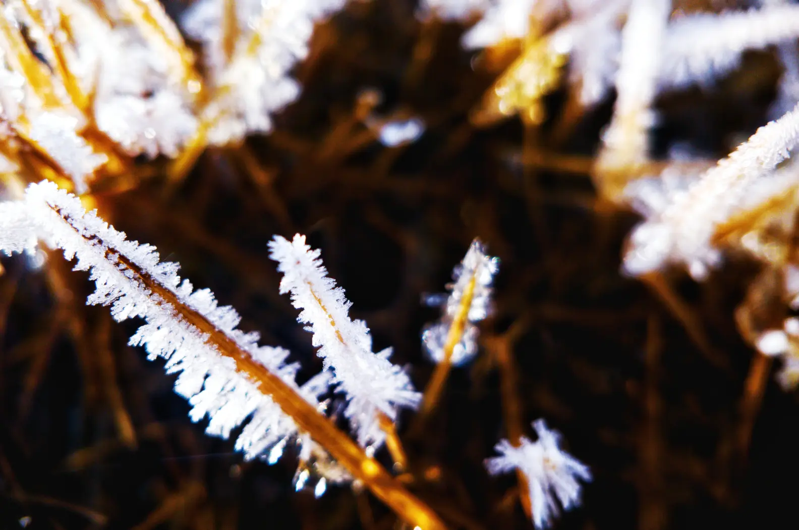 【冬摄】微距下的冬霜暖阳