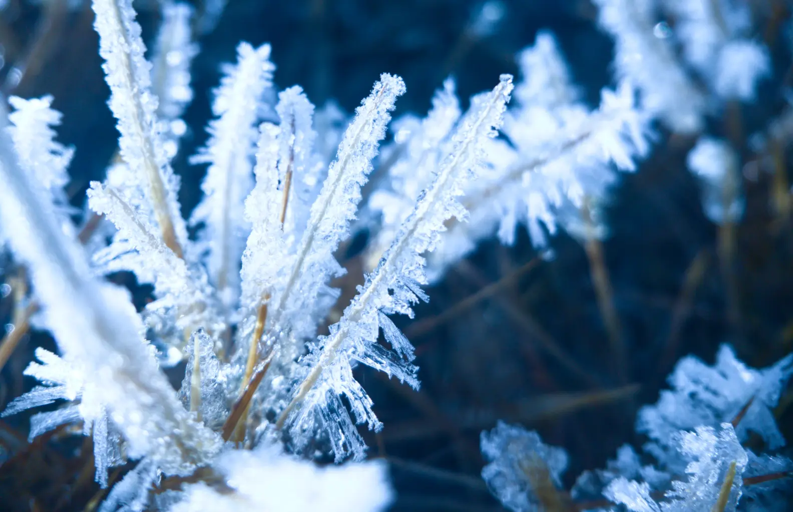 【冬摄】微距下的冬霜暖阳