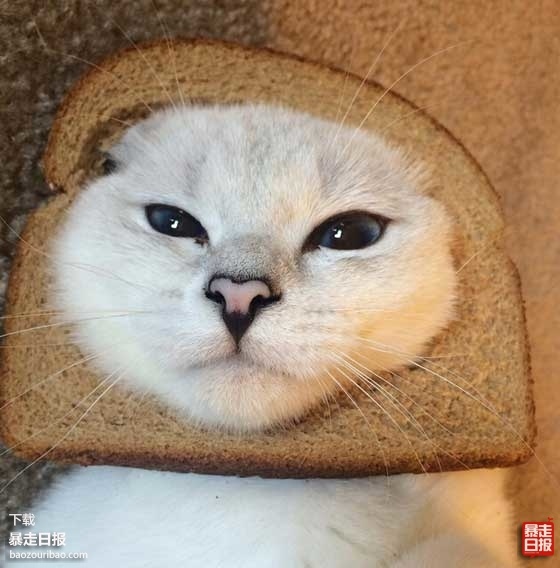 而且除了萌萌的表情包以外,coffee经常还有一些炒鸡可爱的颜艺表情包