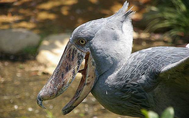 15种最稀奇古怪的动物:亮绿色纽虫伸粉红色吻