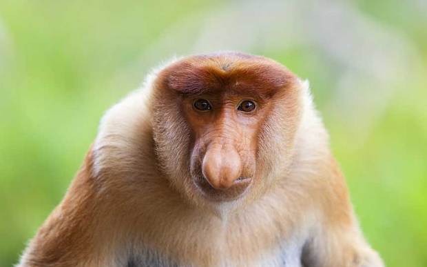 15种最稀奇古怪的动物:亮绿色纽虫伸粉红色吻