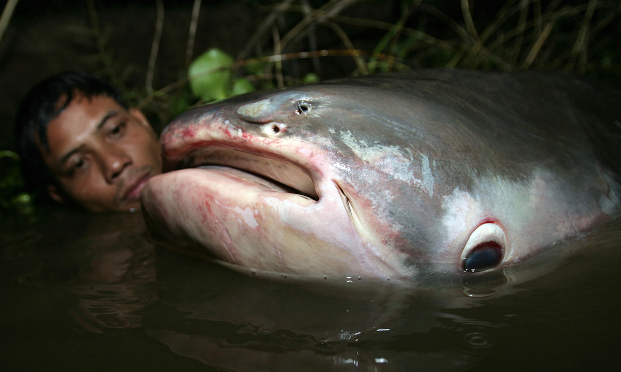 一项新的记录,他钓上来一条重达222磅,长约为8英尺,宽约为6英尺的鳐鱼