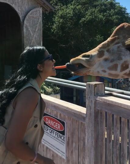 勇敢!比尔的女朋友用嘴喂长颈鹿吃胡萝卜