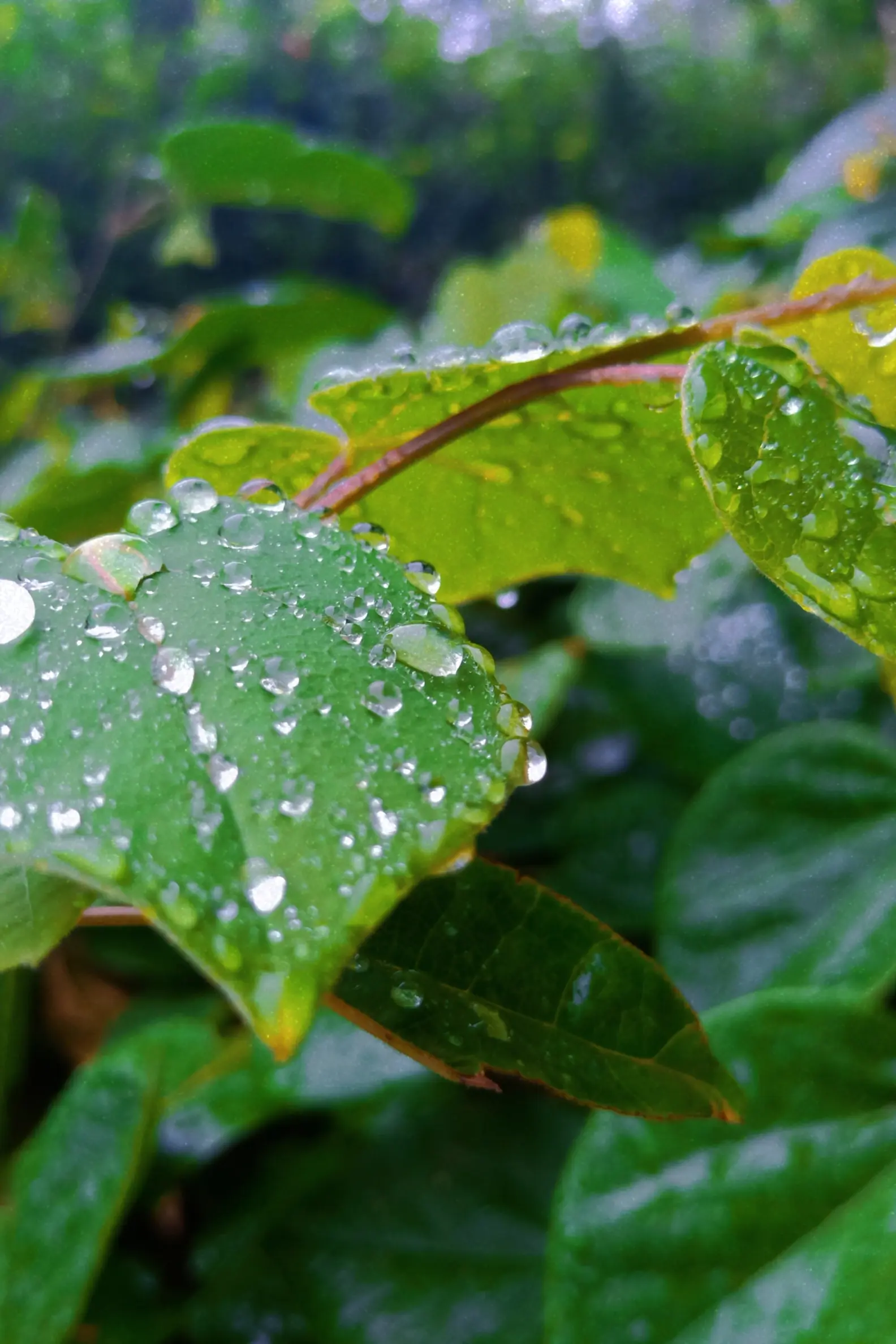 雨后叶子