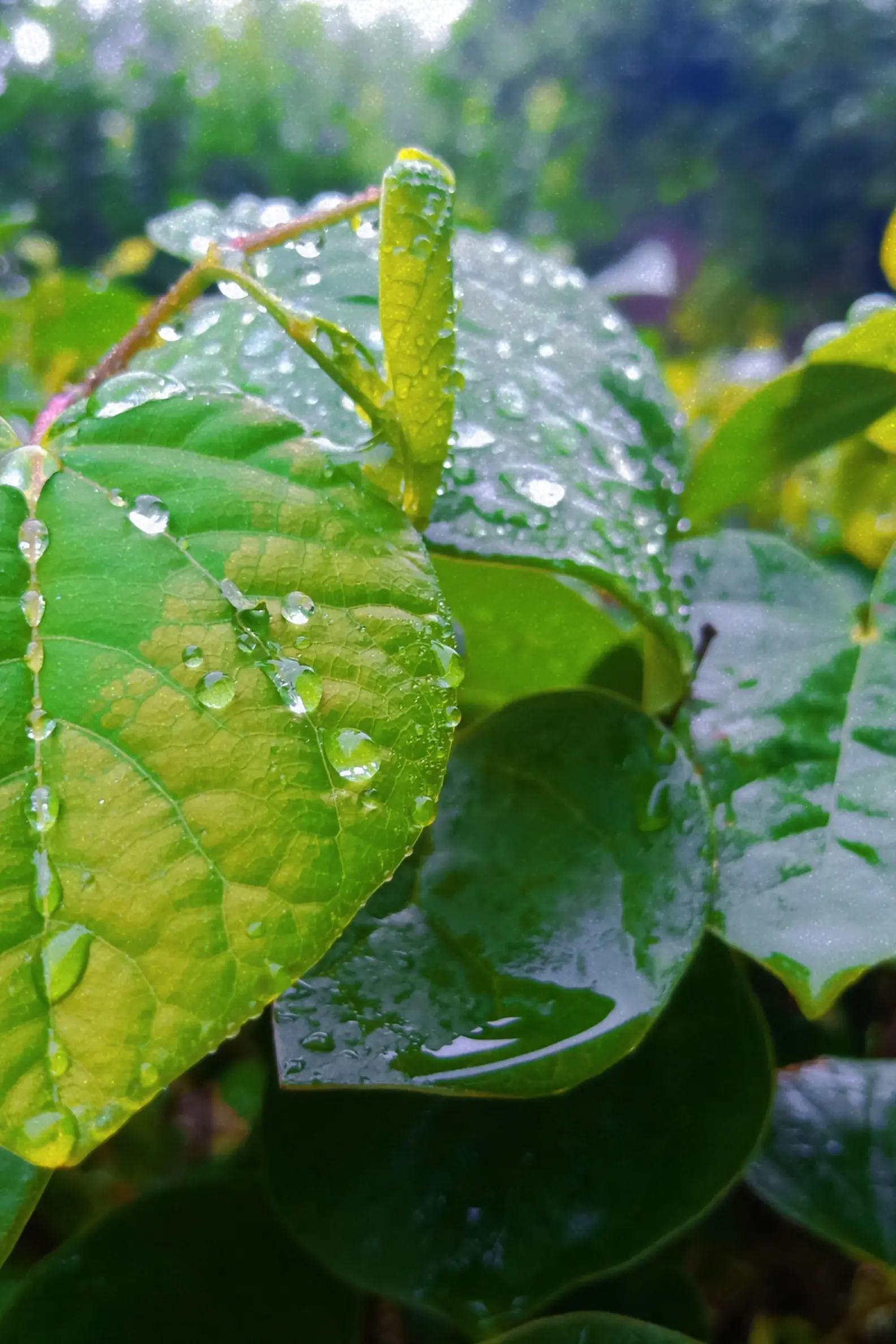 雨后叶子