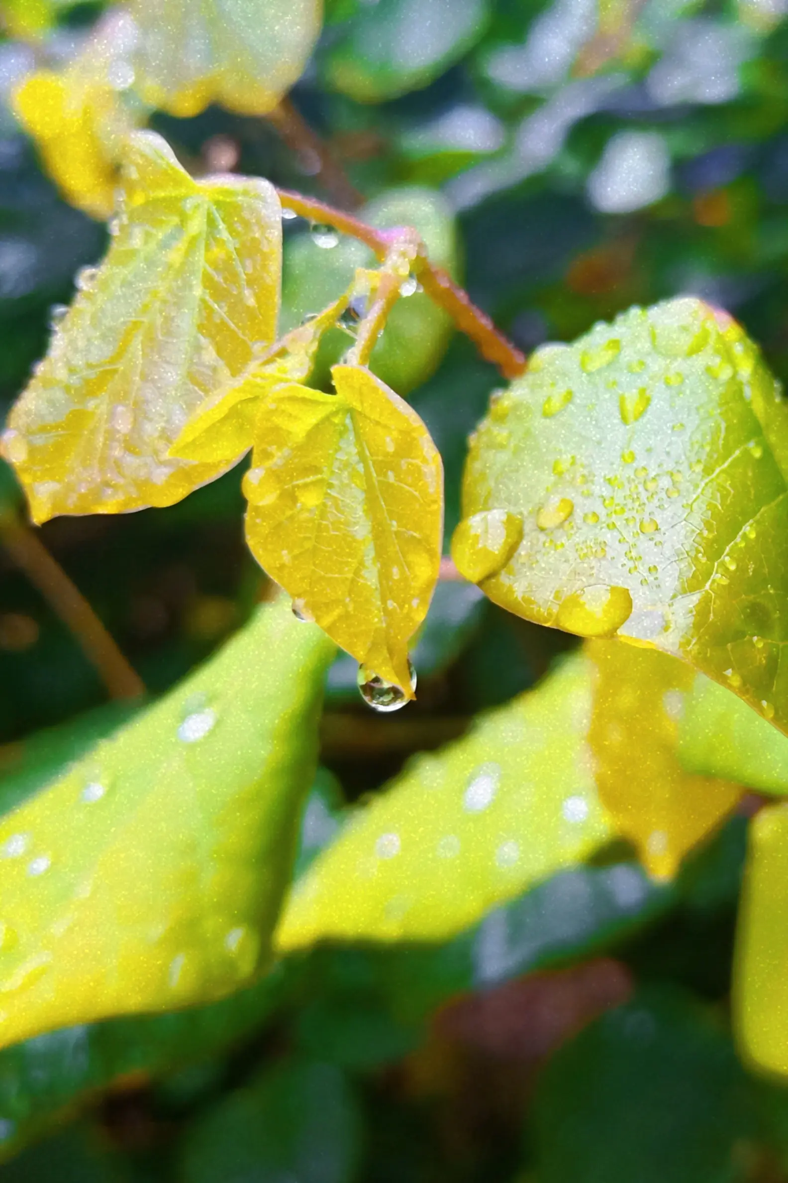 雨后叶子
