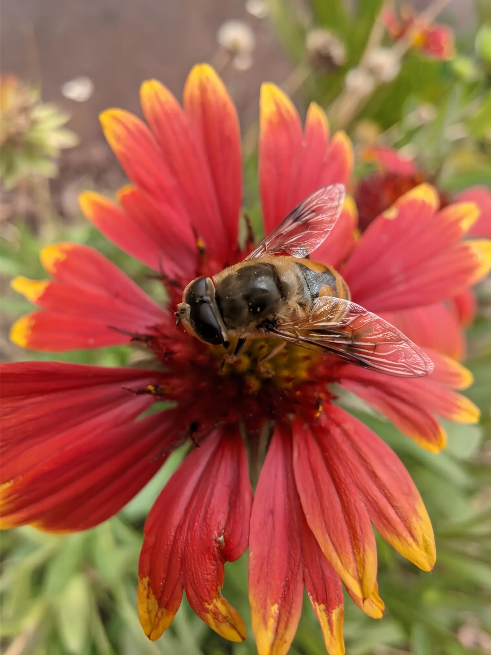 今天拍摄的蜜蜂,花朵