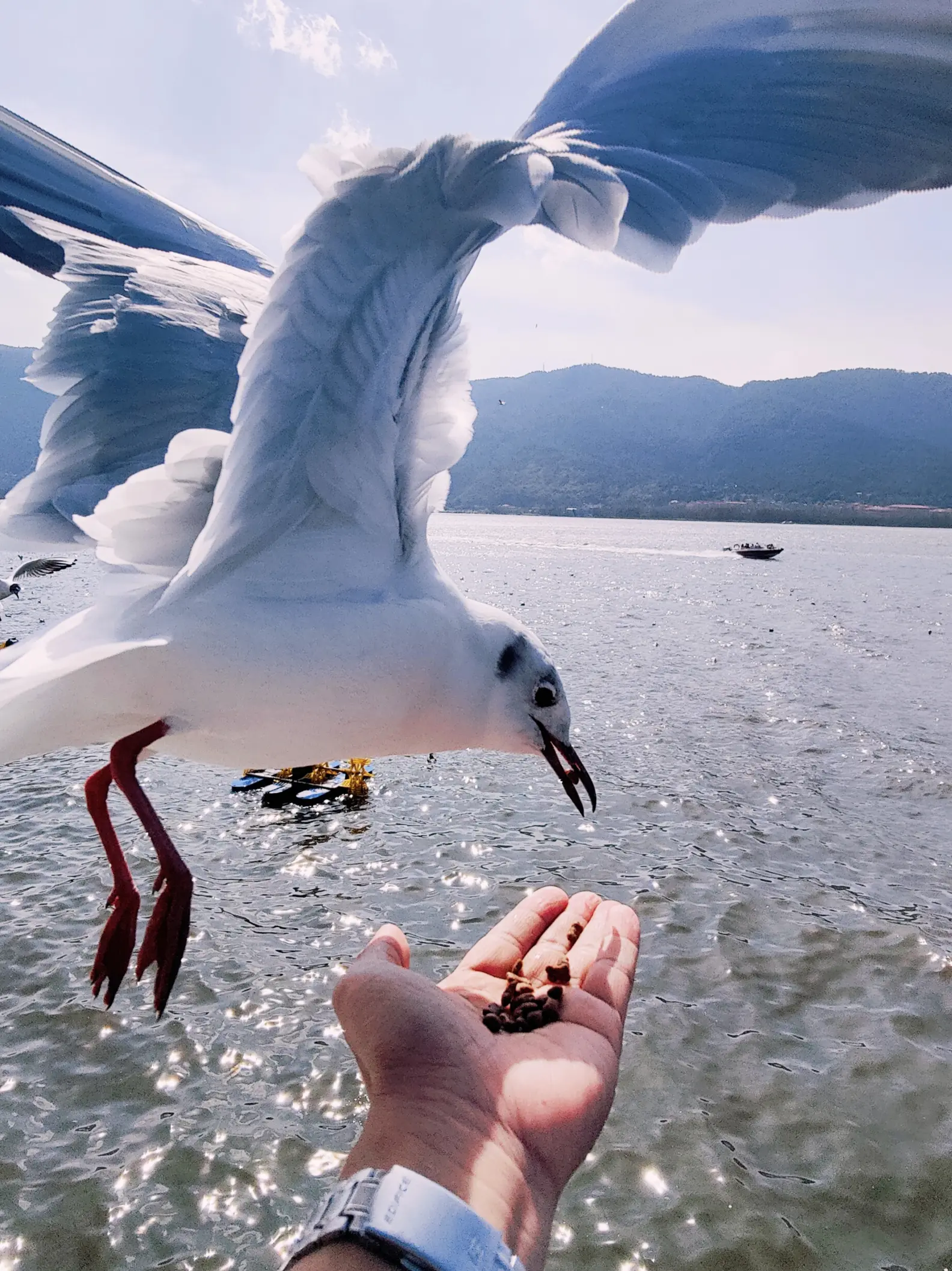 昆明海埂大坝喂海鸥