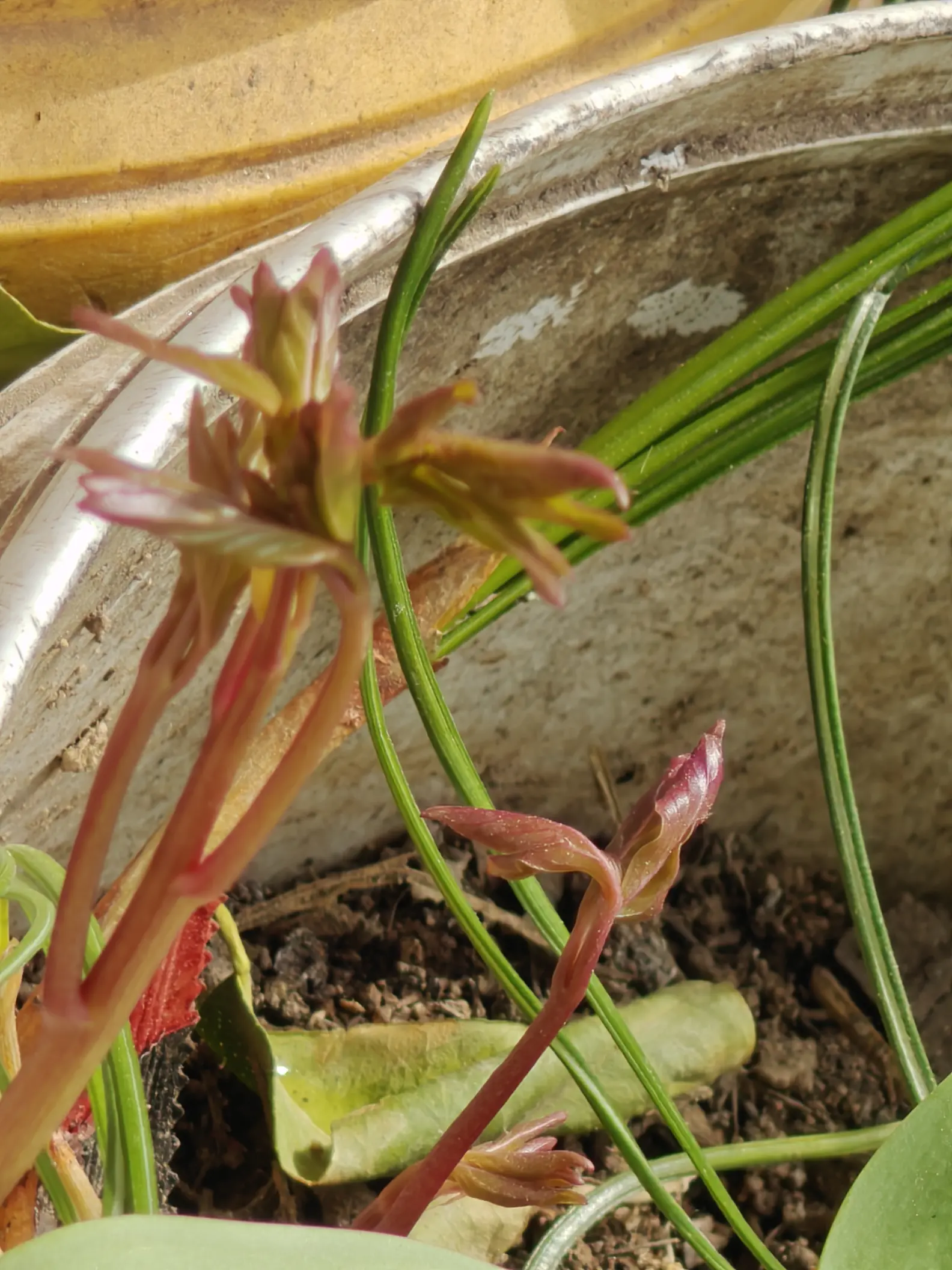 芍药发芽了