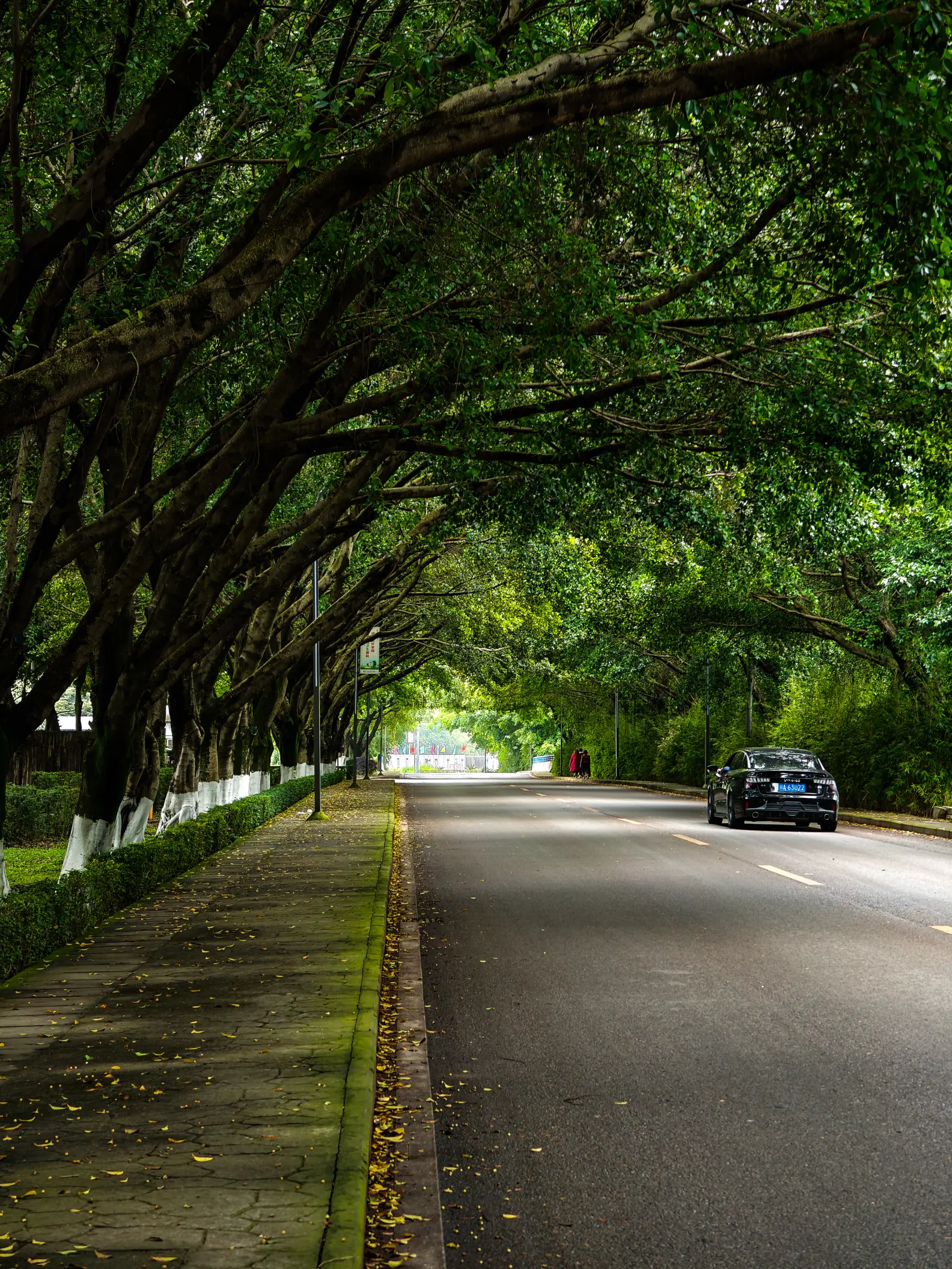 来一波路边随手拍