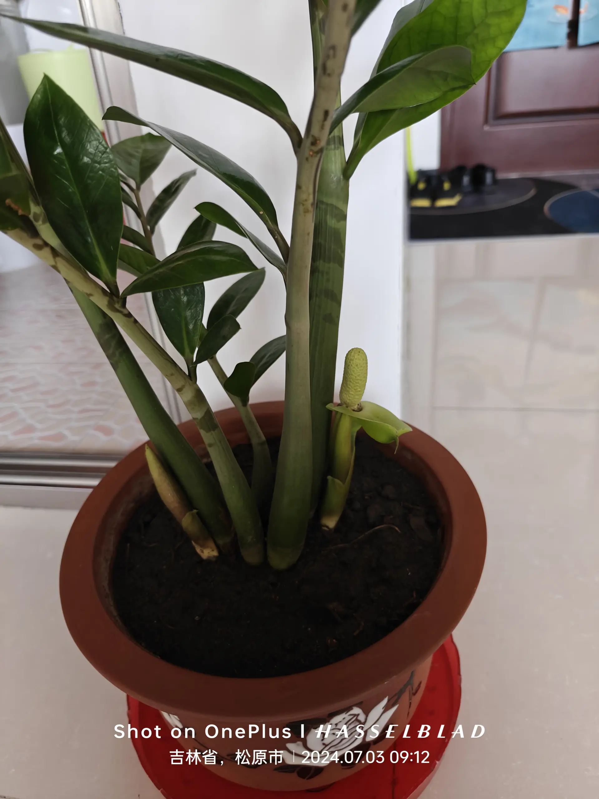 开花了,后面三个是地里的大丽花,再