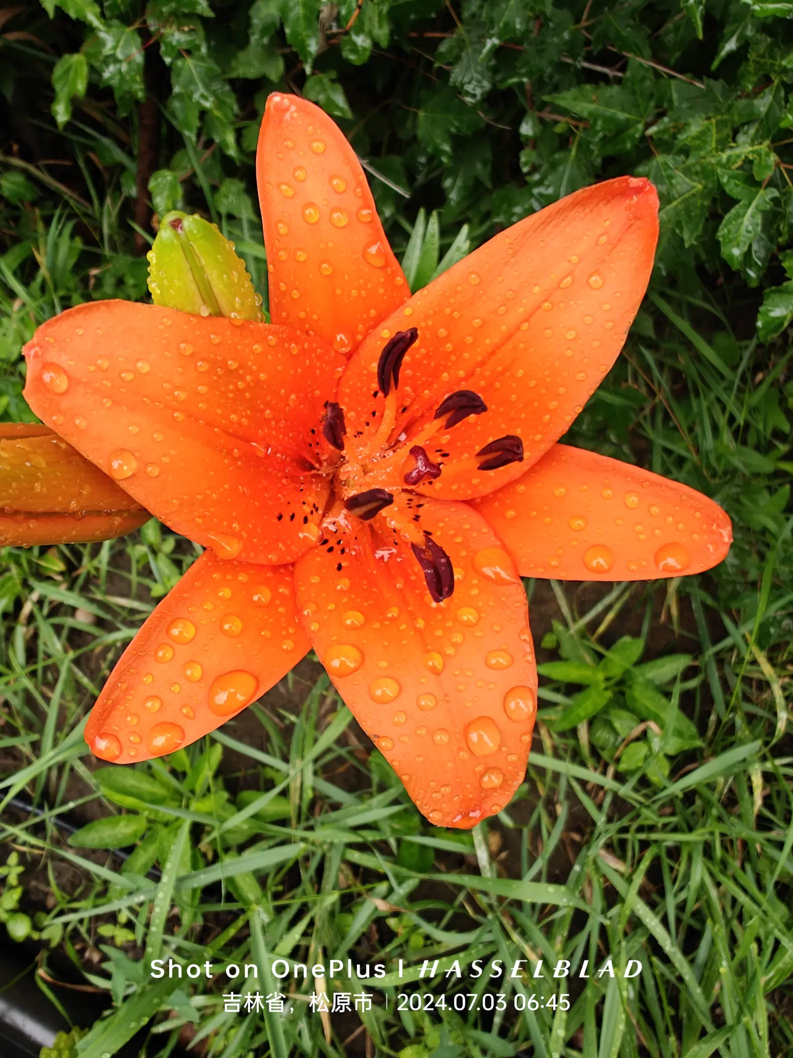 开花了,后面三个是地里的大丽花,再