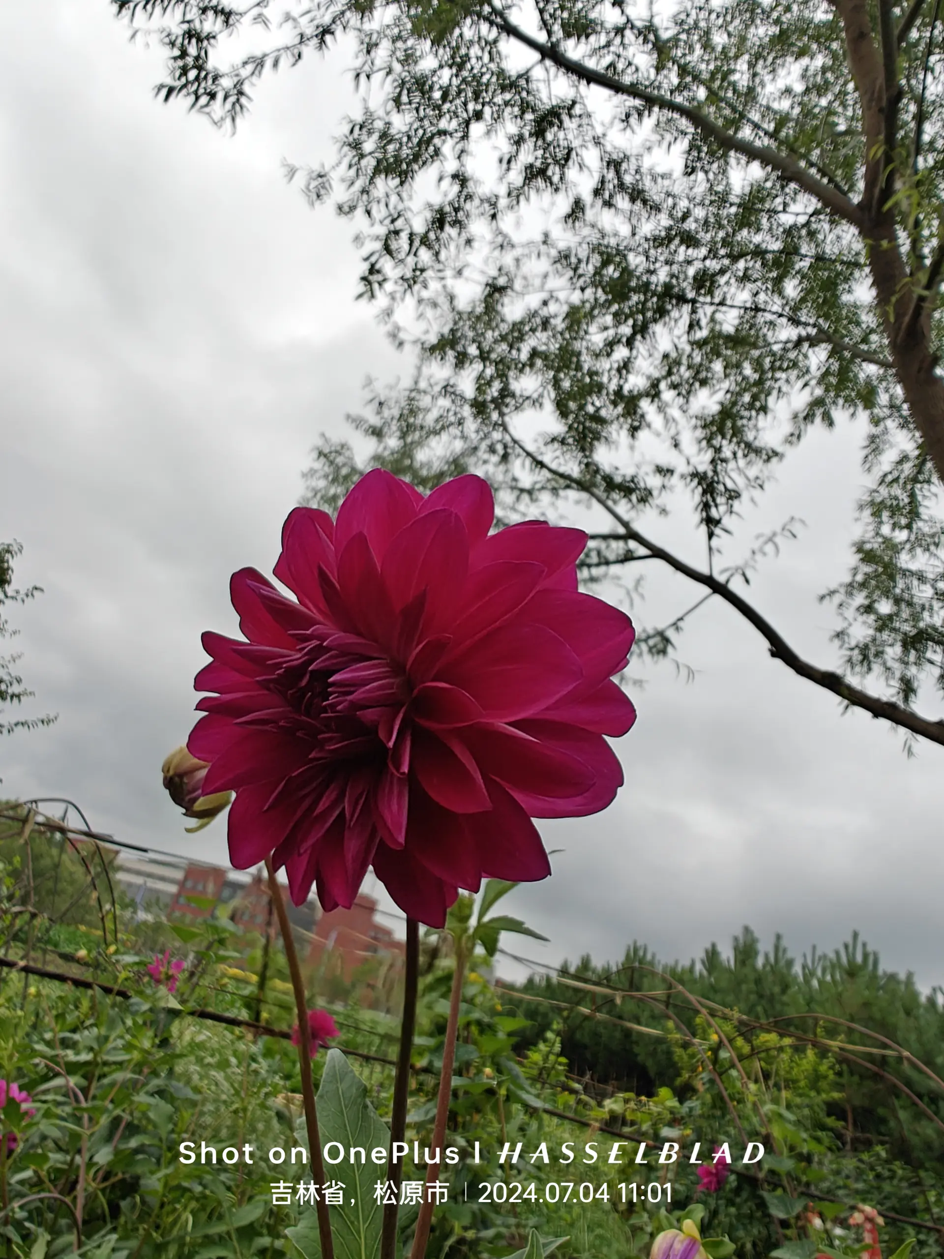 开花了,后面三个是地里的大丽花,再