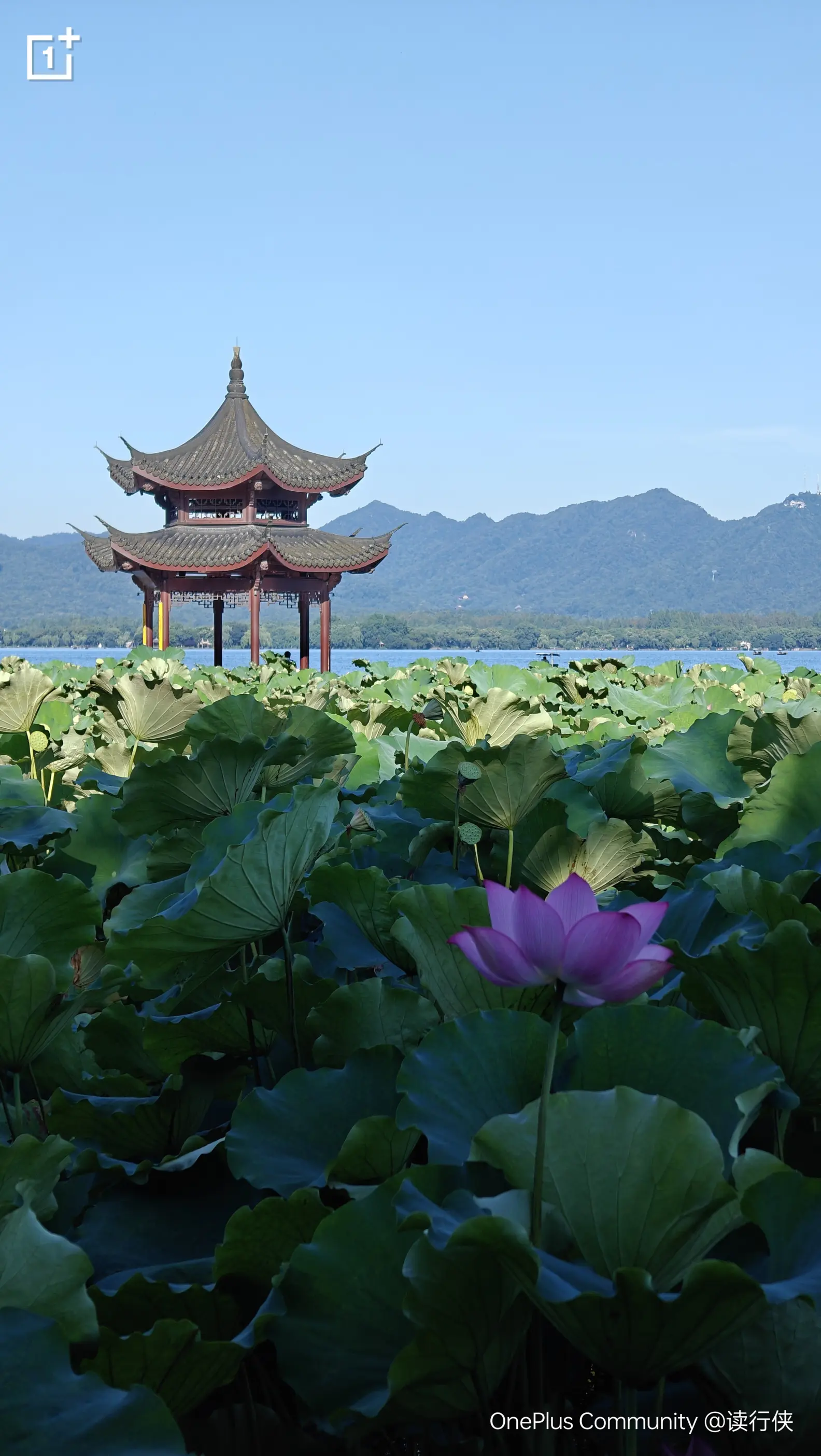 一盏荷花一座亭