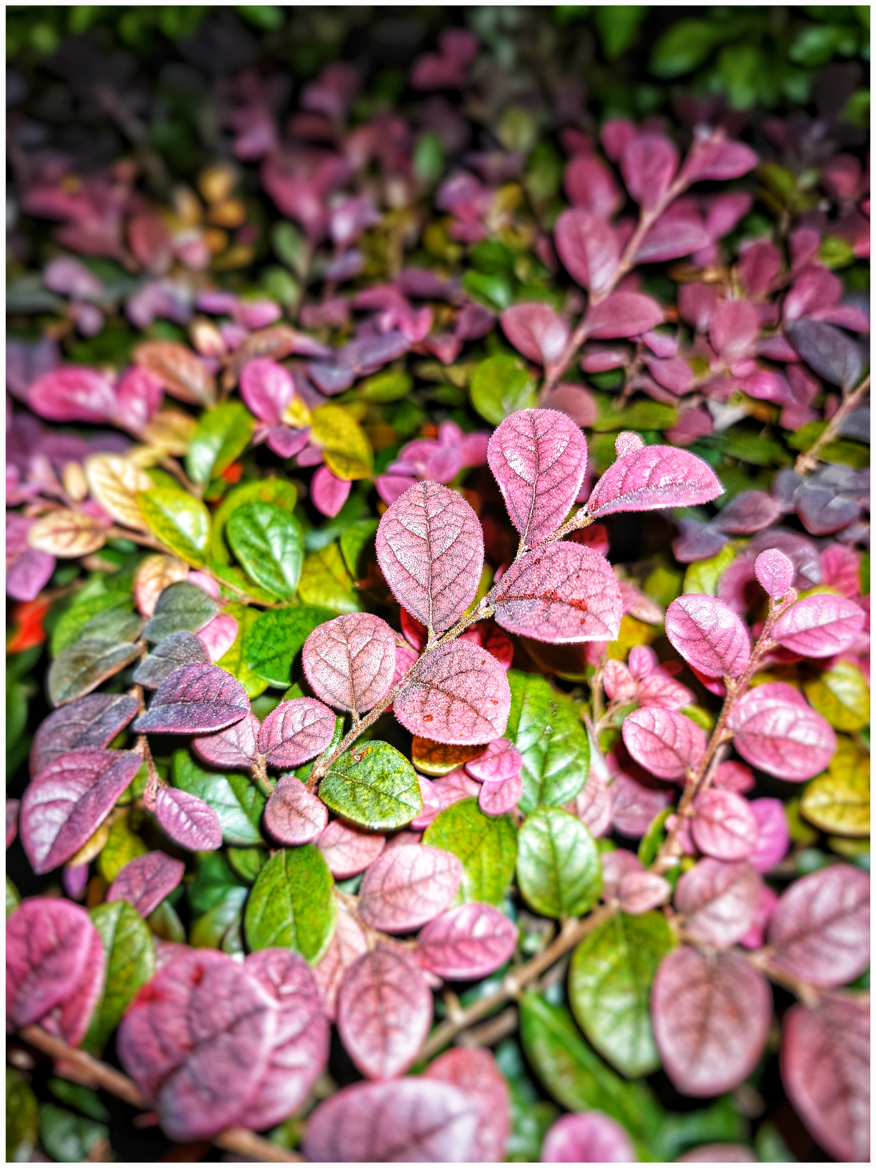 小区常见植物图片