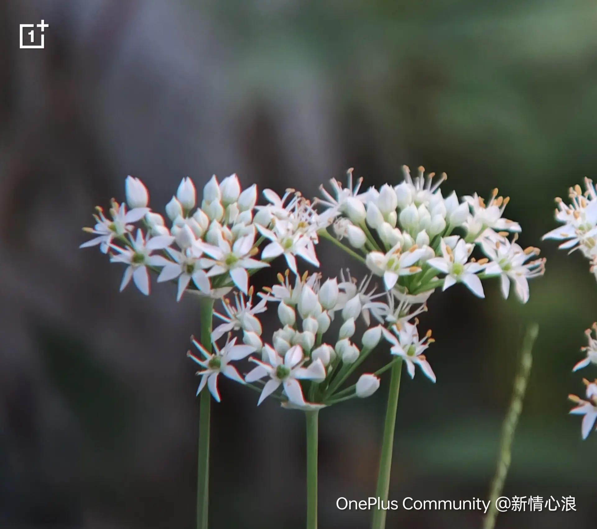 香气独特的韭菜花