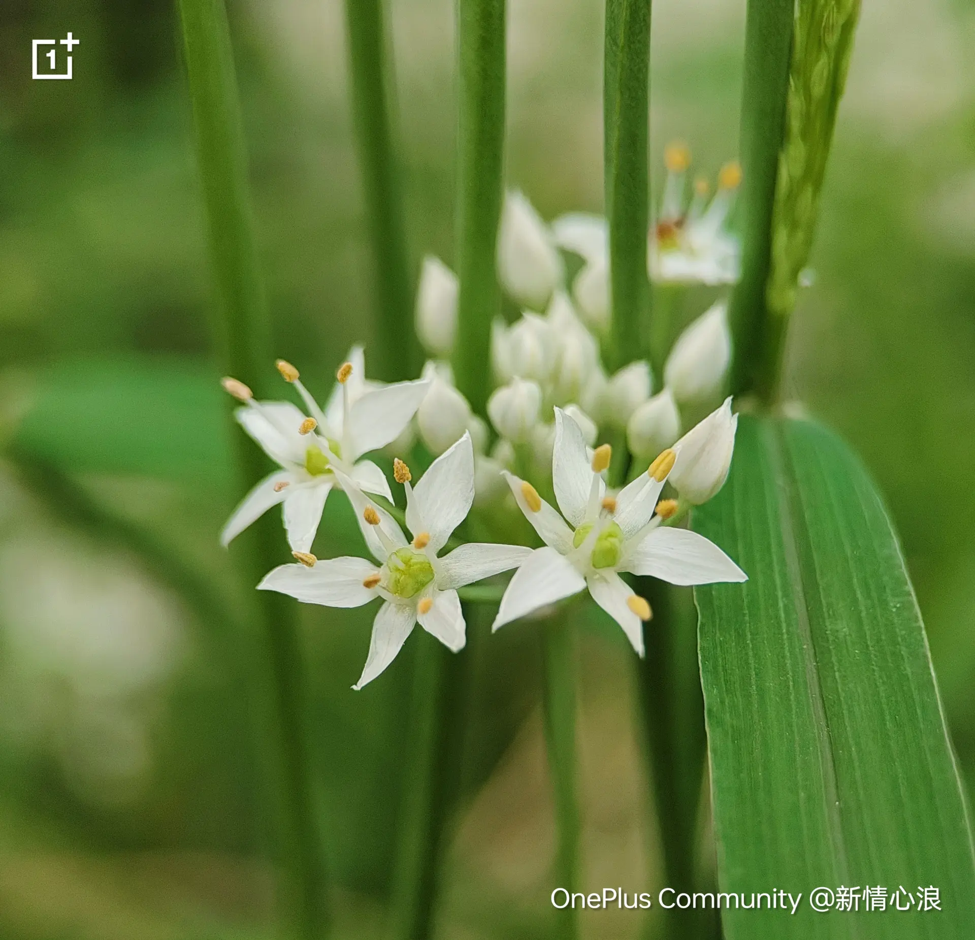 随拍的韭菜花