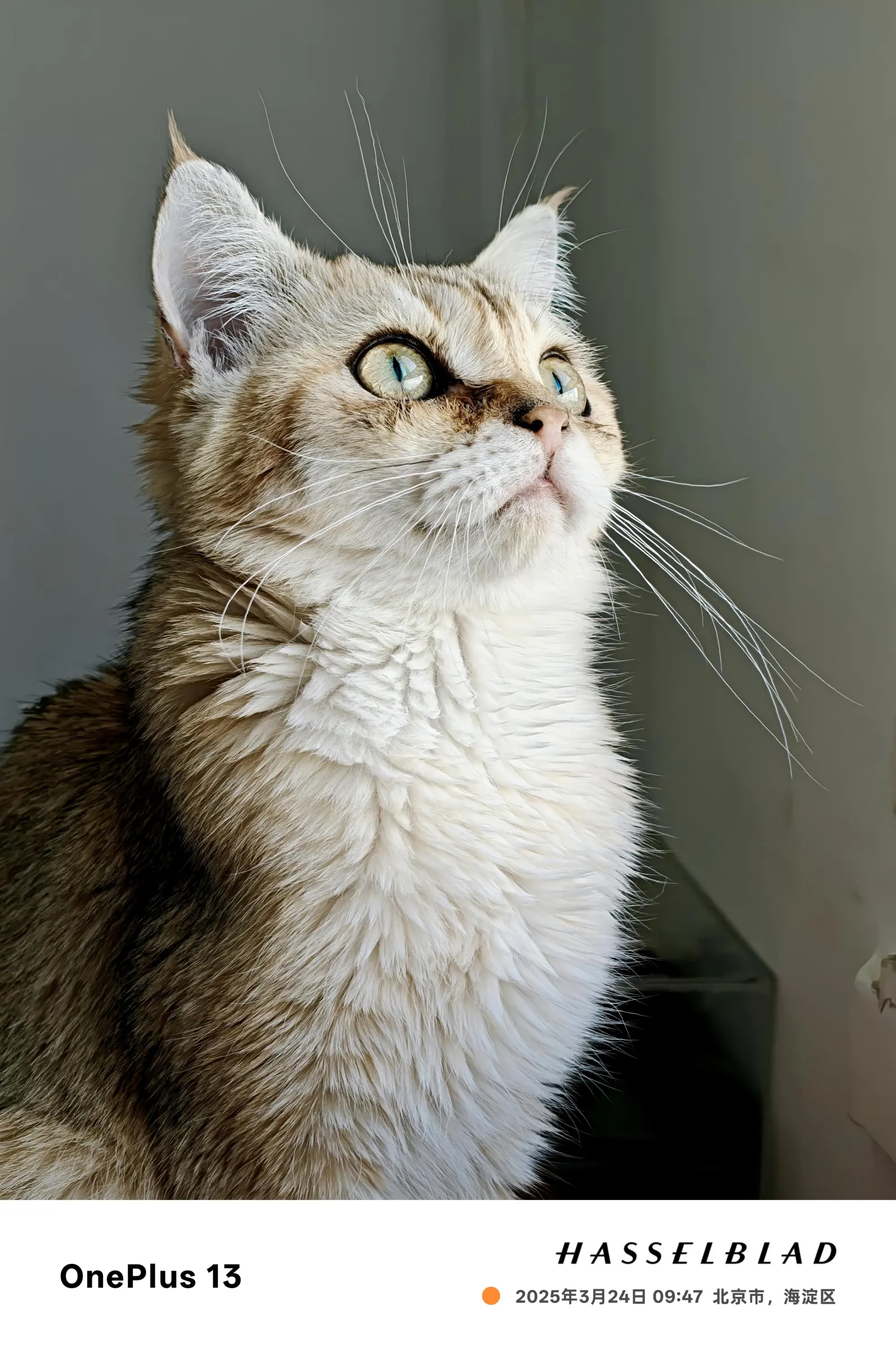 1 13 人像与大师模式下的猫咪侧特写