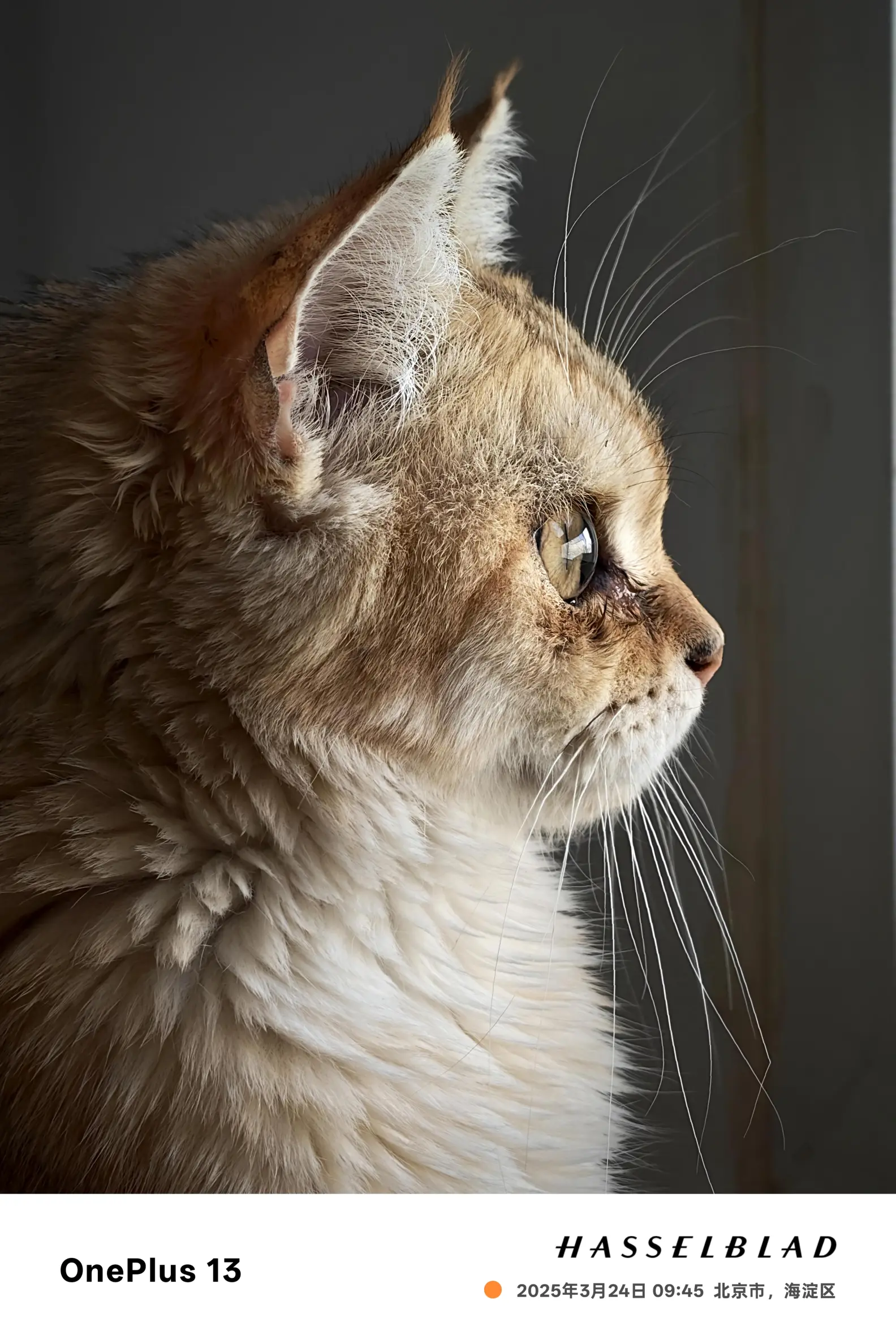 1 13 人像与大师模式下的猫咪侧特写