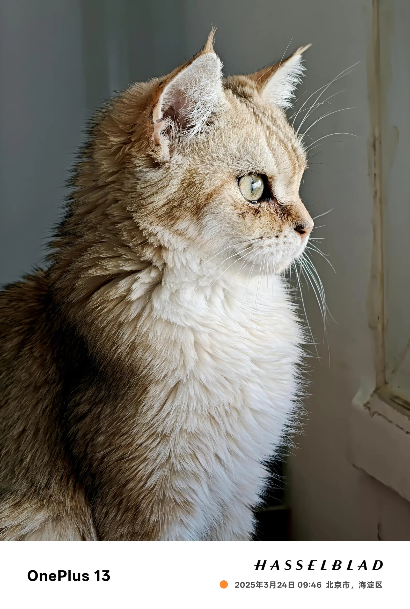 1 13 人像与大师模式下的猫咪侧特写