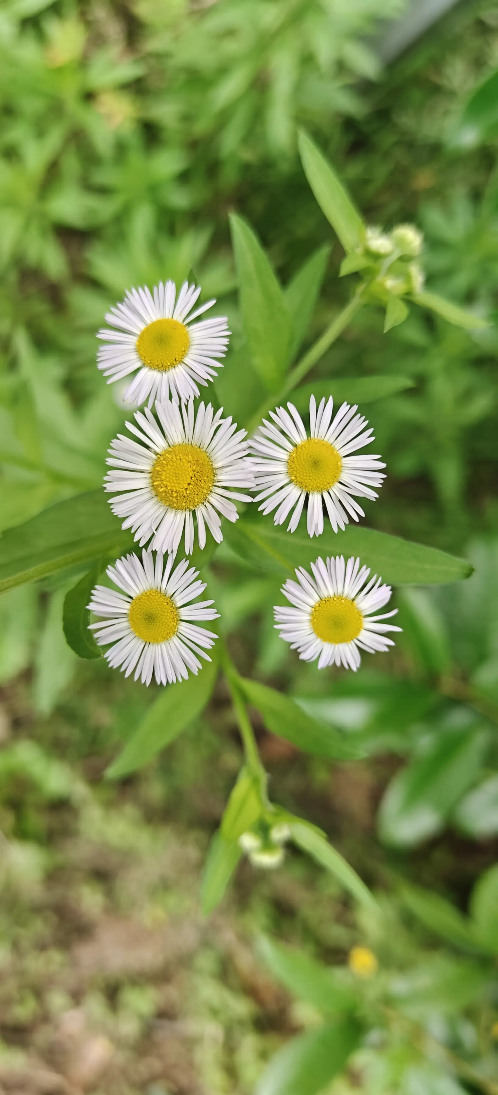 路边的小黄花